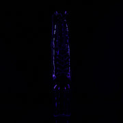 XTREME-1020TT Black Patent/Black-Neon Hot Pink Ankle Boot Pleaser US Size (Women's): 5